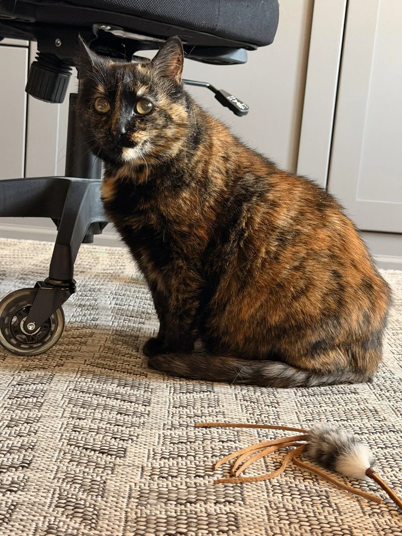 A senior small-sized female Domestic Short Hair cat named Kamori for adoption in Mission Viejo, CA