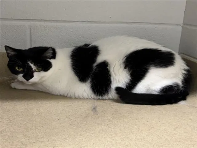 An adult medium-sized female Domestic Short Hair cat named Lola for adoption in Derwood, MD