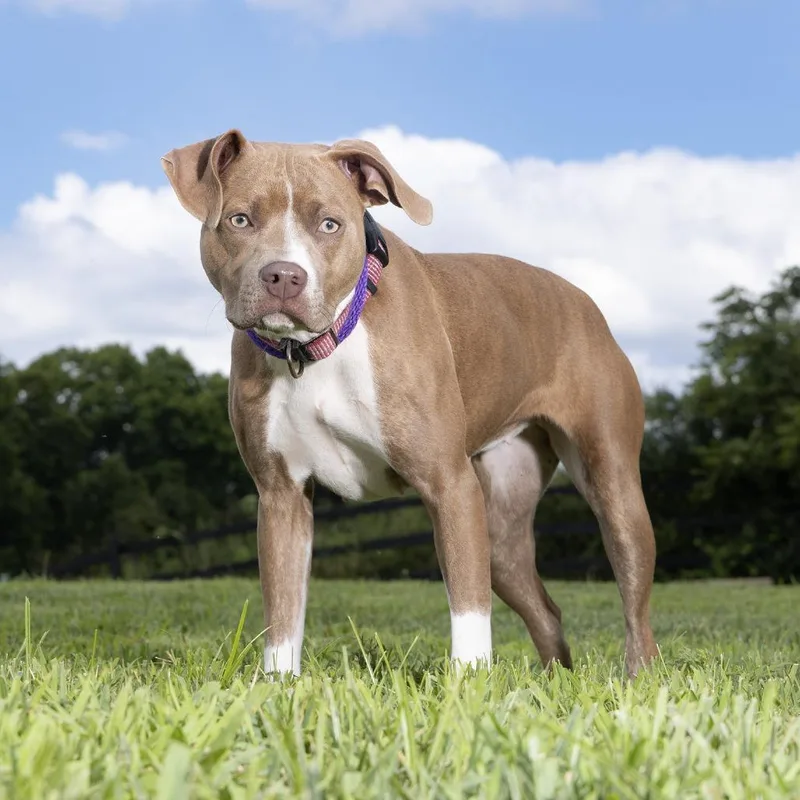 A young medium-sized female Yellow / Tan / Blond / Fawn Mixed Breed dog named Amoura for adoption in Franklin, TN