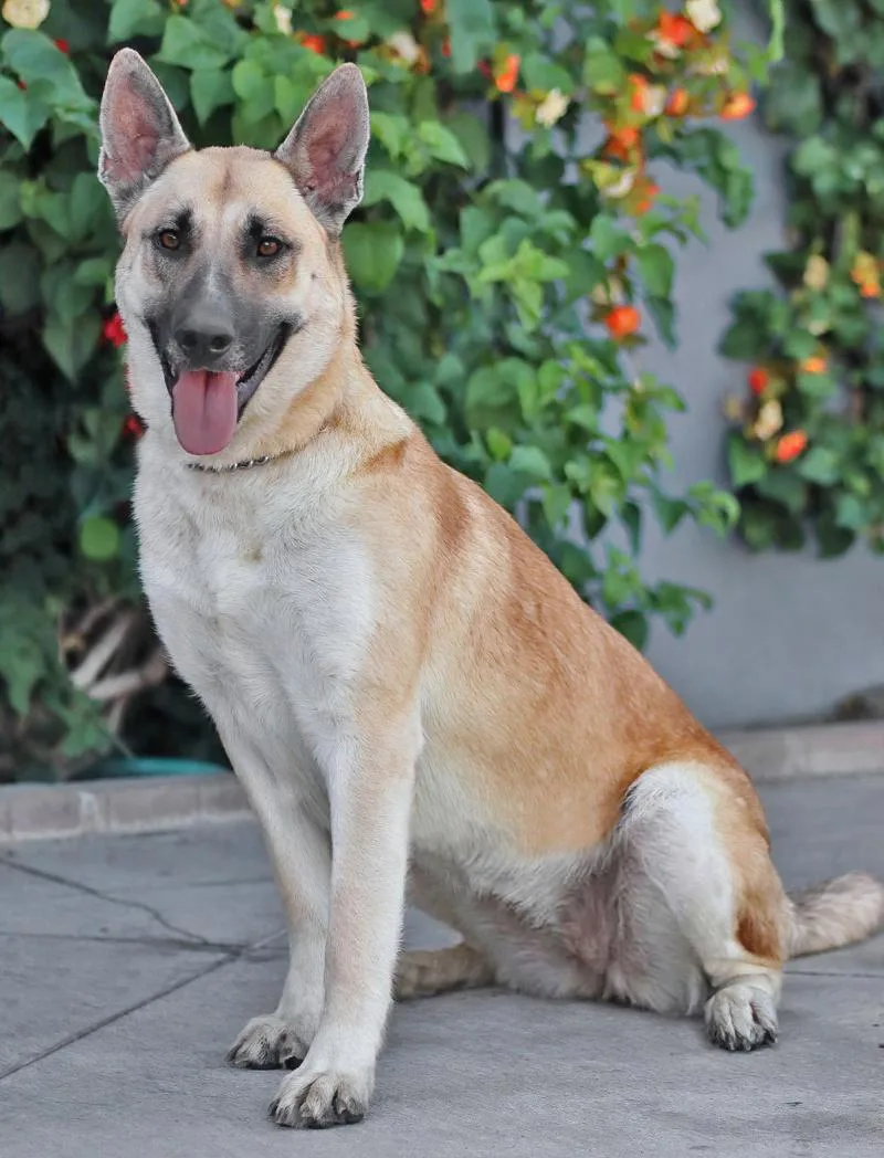 A young large-sized female Golden German Shepherd Dog dog named Dixie von Dierdorf for adoption in Los Angeles, CA
