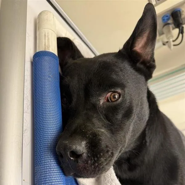 An adult large-sized male Black Mixed Breed dog named Felix for adoption in Jacksonville, FL