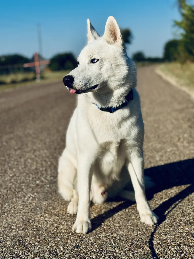 An adult medium-sized male White / Cream Husky dog named Max for adoption in Gatesville, TX