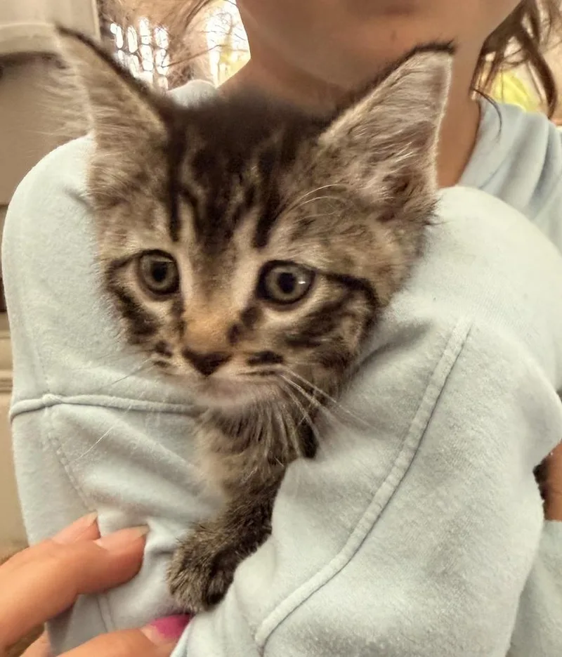 A baby small-sized female Brown / Chocolate Domestic Short Hair cat named Izzie for adoption in Poplar Grove, IL