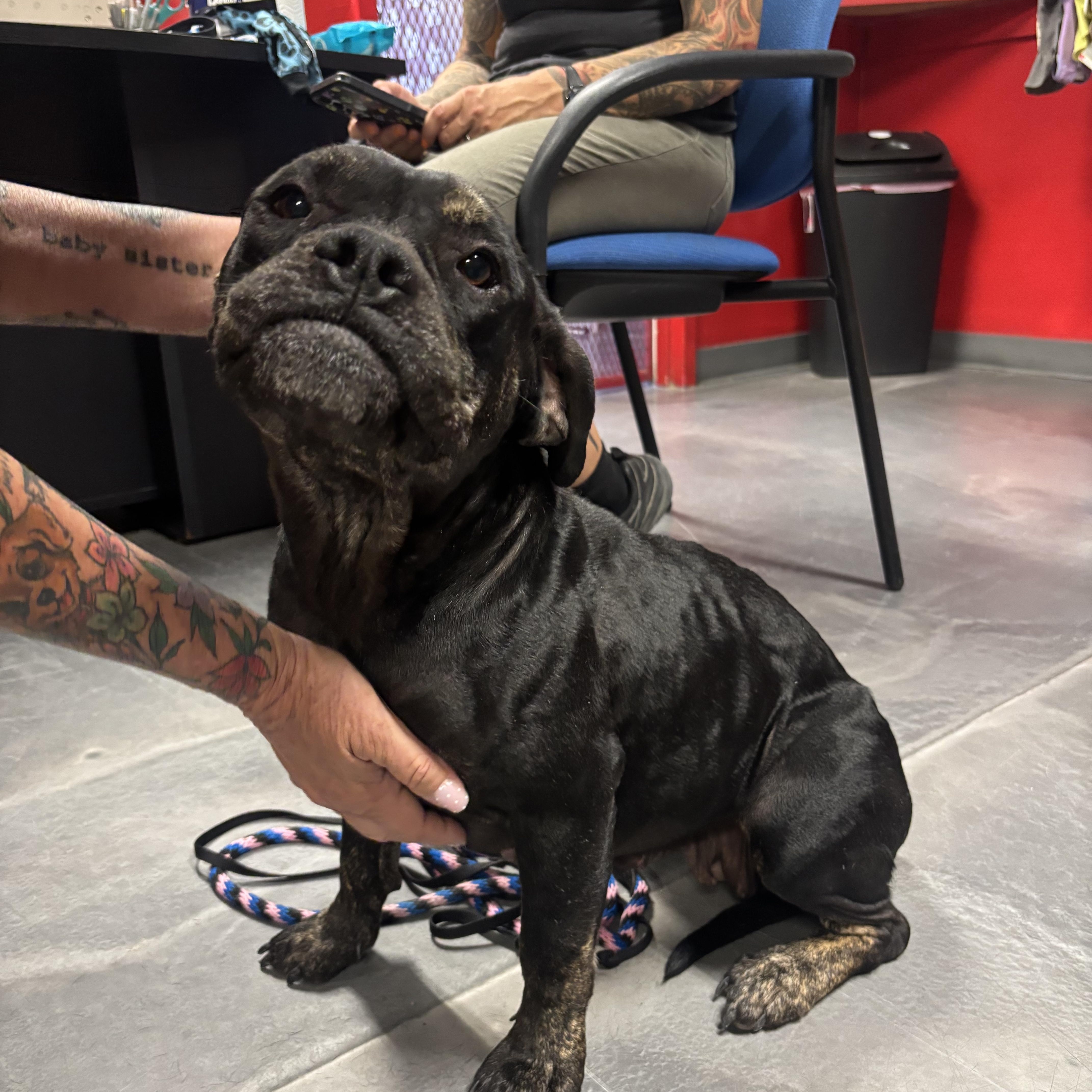 An adult medium-sized female Staffordshire Bull Terrier dog named Scrunchie for adoption in Phoenix, AZ