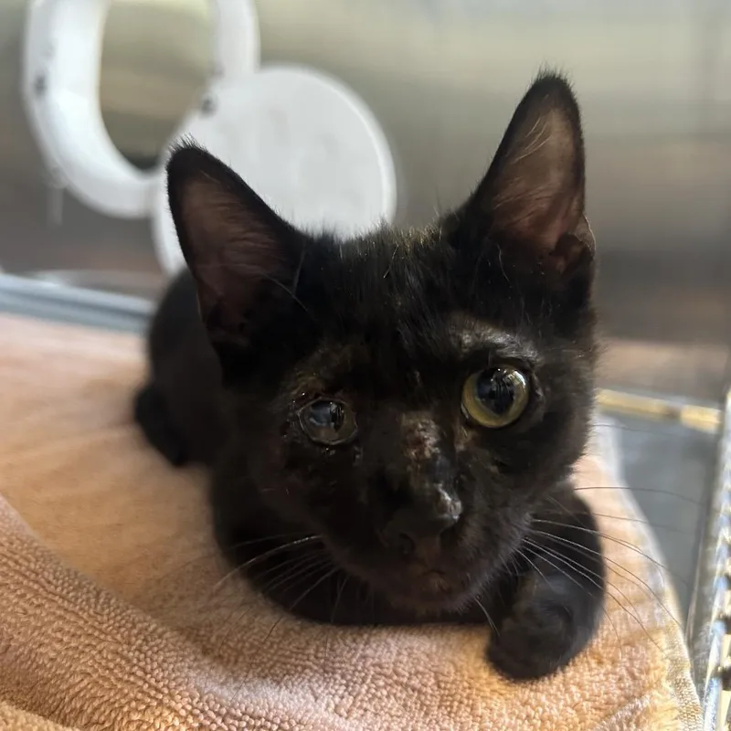 A baby small-sized male Black Domestic Short Hair cat named Papaya for adoption in Austin, TX