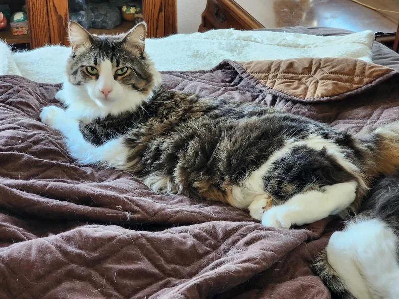 An adult medium-sized male Tabby (Brown / Chocolate) Domestic Medium Hair cat named Roofus for adoption in Benicia, CA