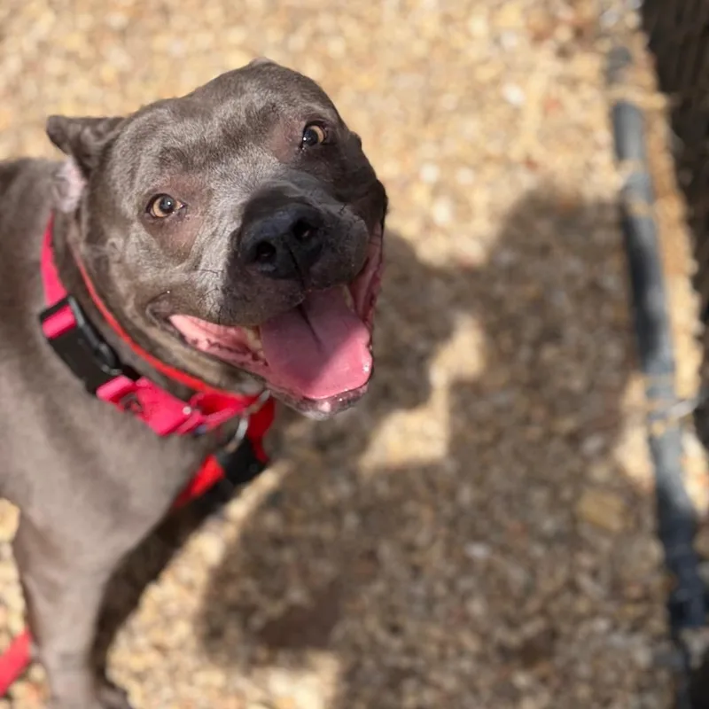 An adult medium-sized female Gray / Blue / Silver Pit Bull Terrier dog named Margo for adoption in Philadelphia, PA