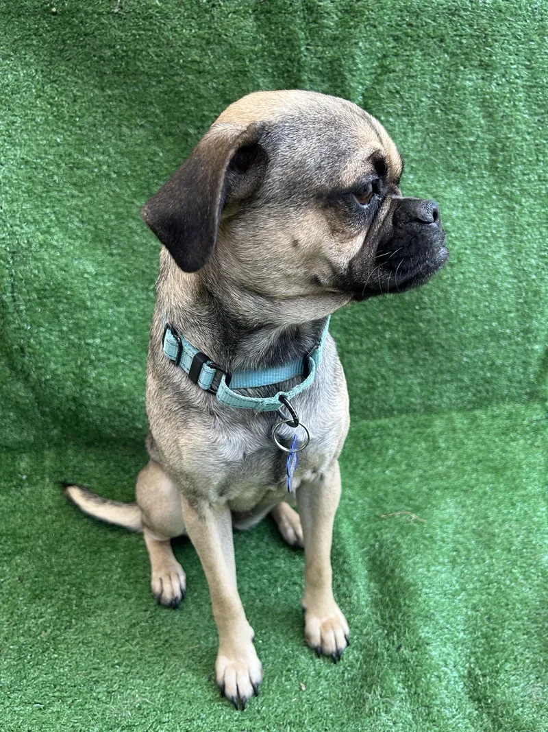 A young small-sized female Gray / Blue / Silver Pug dog named Luna for adoption in San Ysidro, CA