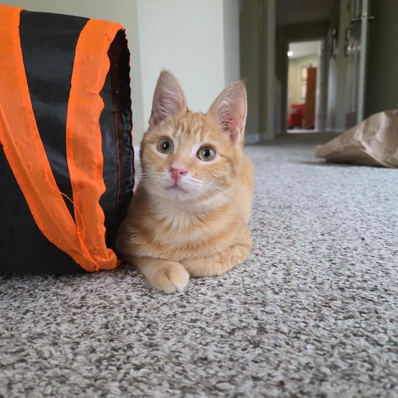 A young medium-sized female Domestic Short Hair cat named Willow for adoption in Denver, CO