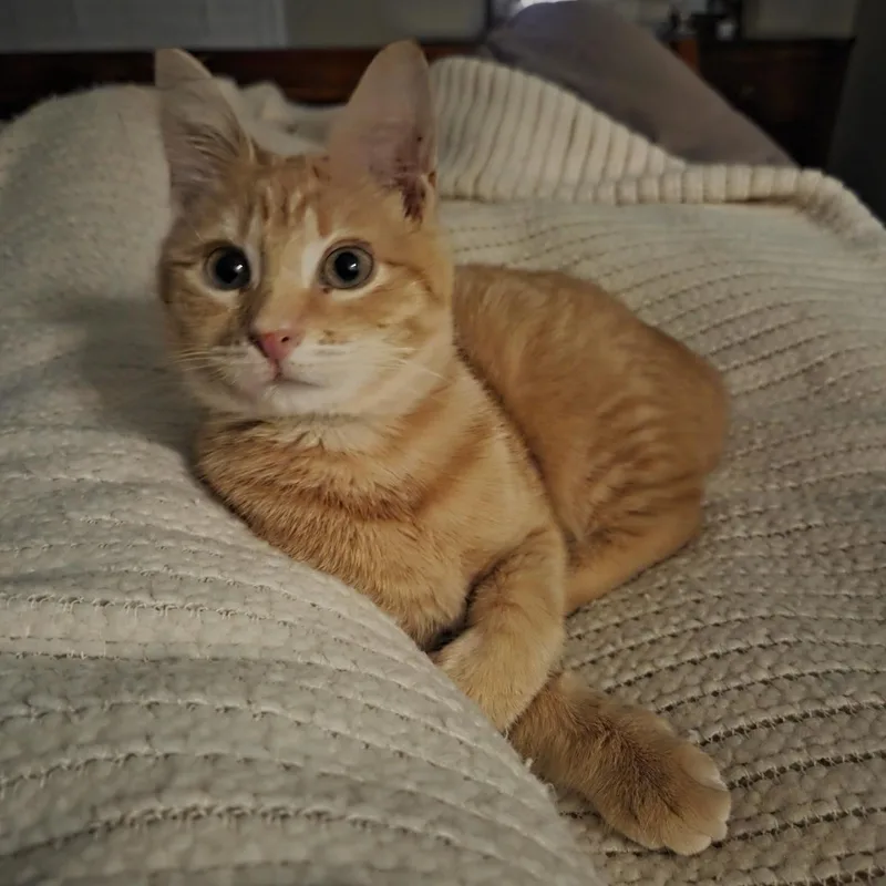Willow thumbnail 2