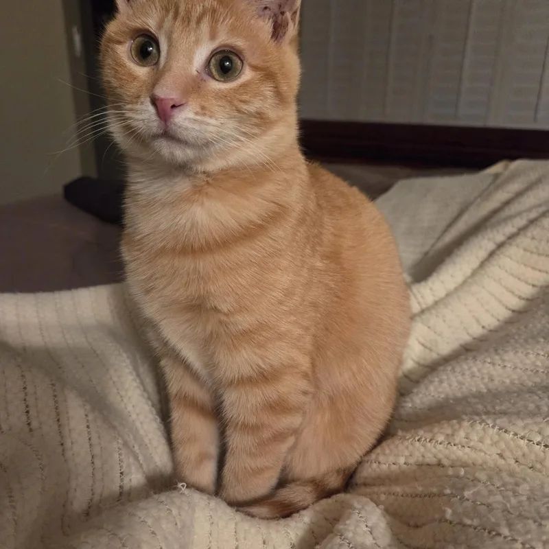 Willow thumbnail 3