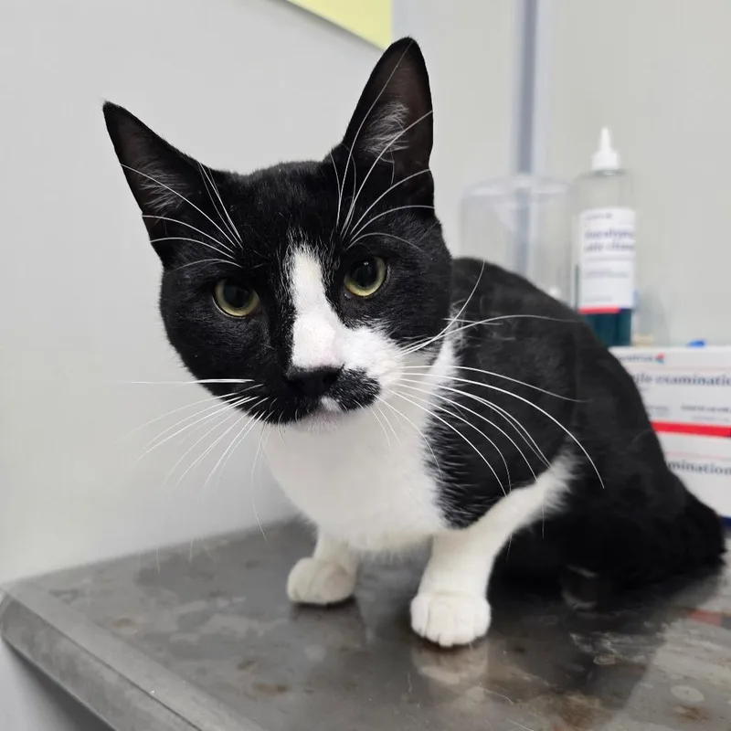 An adult large-sized male Black Domestic Short Hair cat named Milo for adoption in Concord, NC