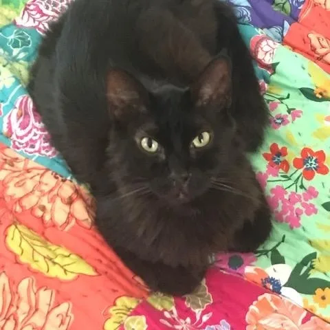 An adult medium-sized male Black Domestic Medium Hair cat named Parker for adoption in Crockett, CA