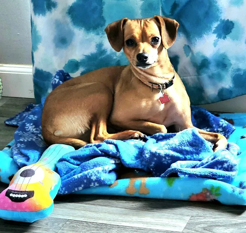 A young small-sized female Red / Chestnut / Orange Terrier dog named Peggy Sue for adoption in Lake Geneva, WI