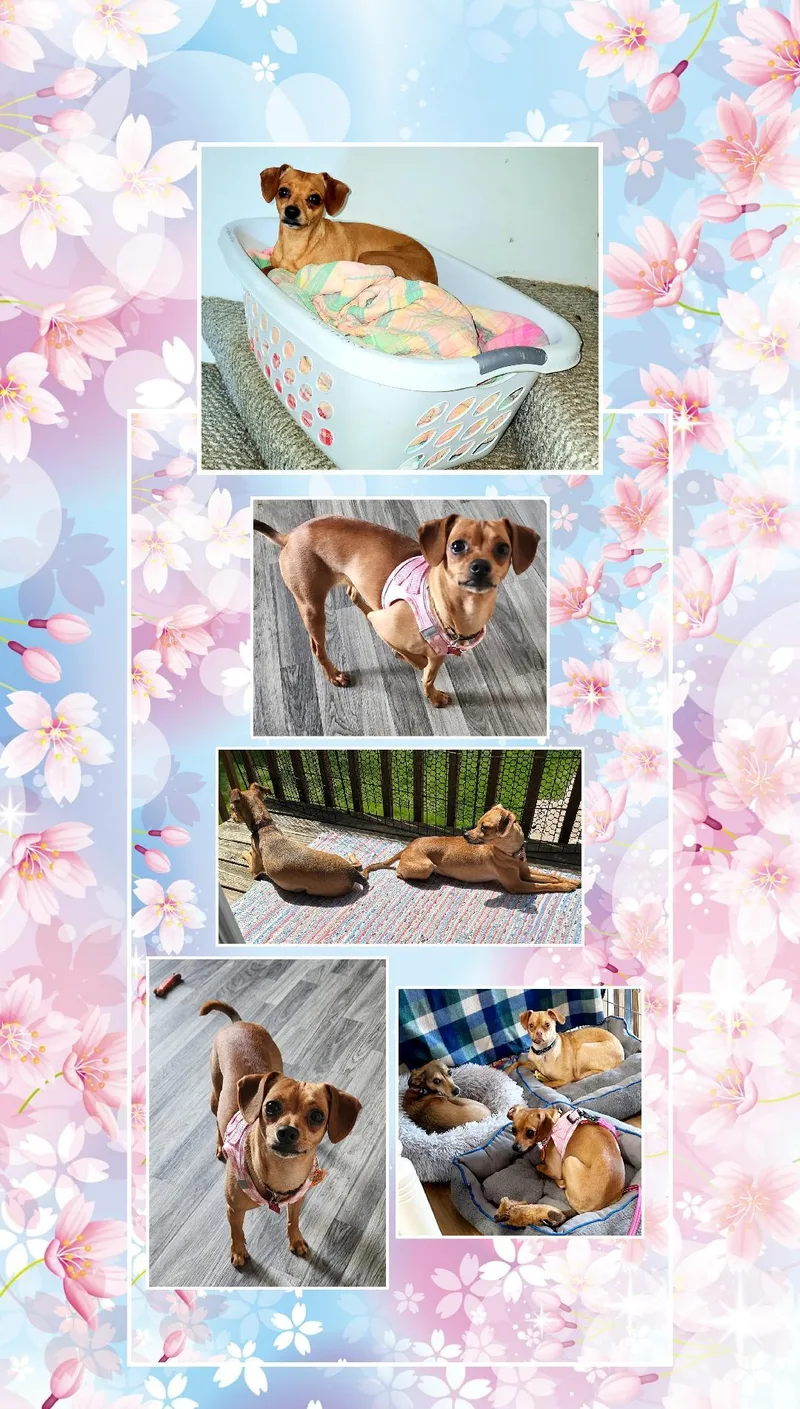 Peggy Sue thumbnail 3