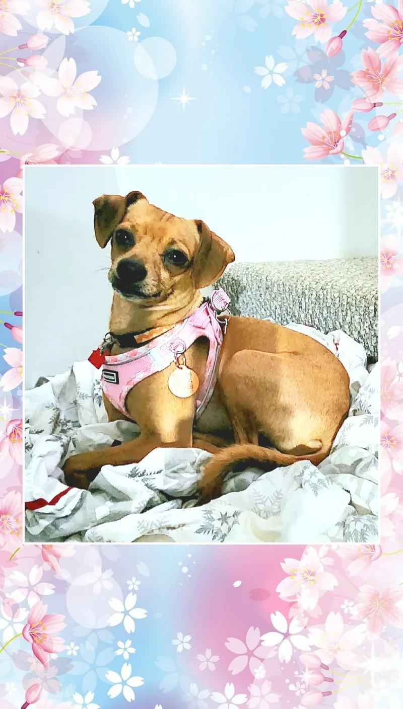 Peggy Sue thumbnail 5
