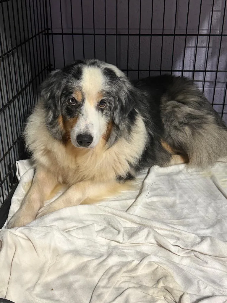 An adult large-sized male Australian Shepherd dog named Prince $ for adoption in Milwaukee, WI