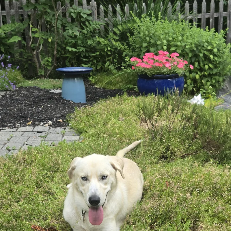 An adult medium-sized male White / Cream Husky dog named Casper FKA Roscoe for adoption in Woolwich, ME