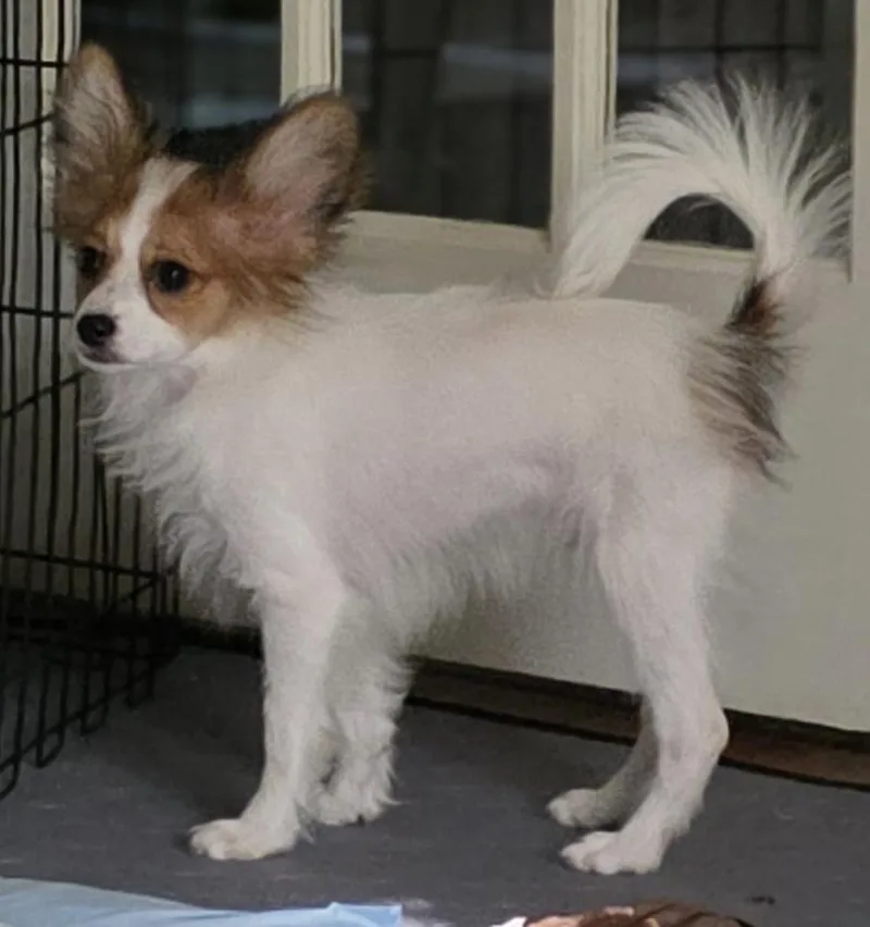 A baby small-sized male Papillon dog named Andy for adoption in Overland Park, KS
