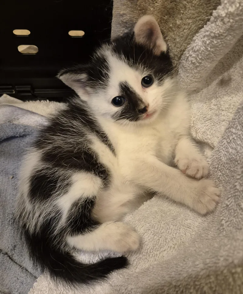 A baby medium-sized male Black & White / Tuxedo Domestic Short Hair cat named Leo for adoption in Sardinia, OH