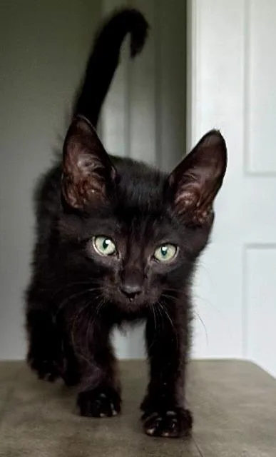 A baby medium-sized male Domestic Short Hair cat named Jeff for adoption in Shoreline, WA