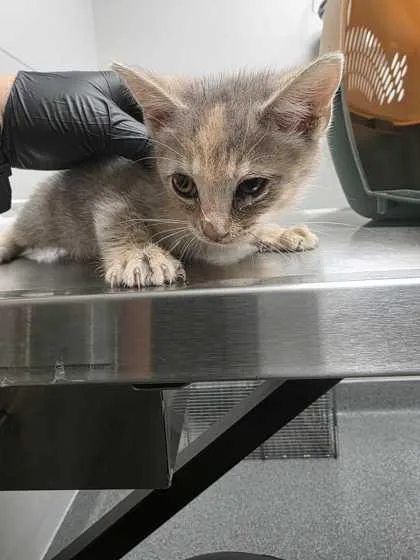 A baby small-sized female Domestic Short Hair cat named Celeste for adoption in Sevierville, TN