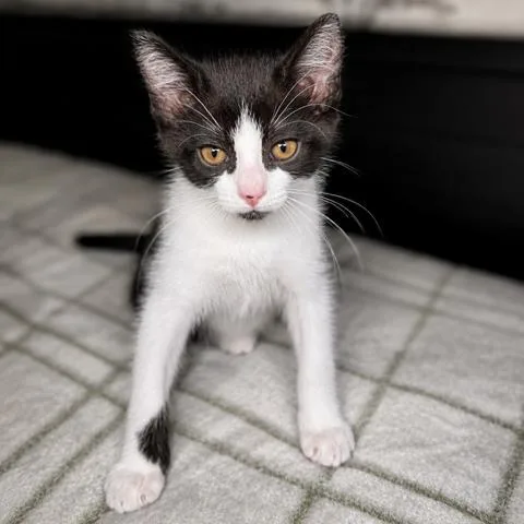 A baby small-sized female Black Domestic Short Hair cat named Bloop for adoption in Westminster, CA