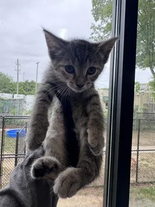 A baby small-sized female Domestic Short Hair cat named Tuna Salad for adoption in West Chester, PA