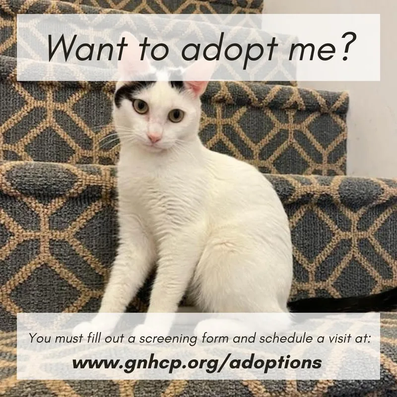 Sugar Bean thumbnail 2