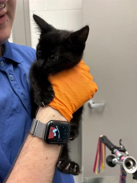 A baby small-sized female Domestic Short Hair cat named Vision for adoption in Indianapolis, IN