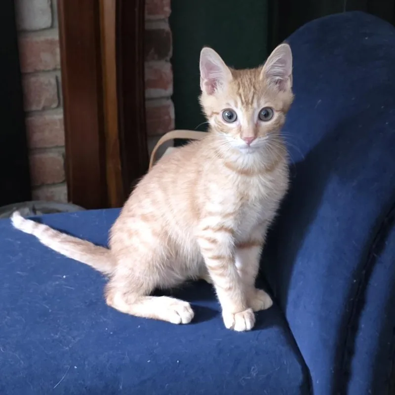 A baby small-sized male Orange / Red Domestic Short Hair cat named A Dino Nugget for adoption in Pleasant Hill, CA