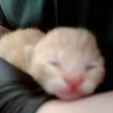 A Dino Nugget thumbnail 6