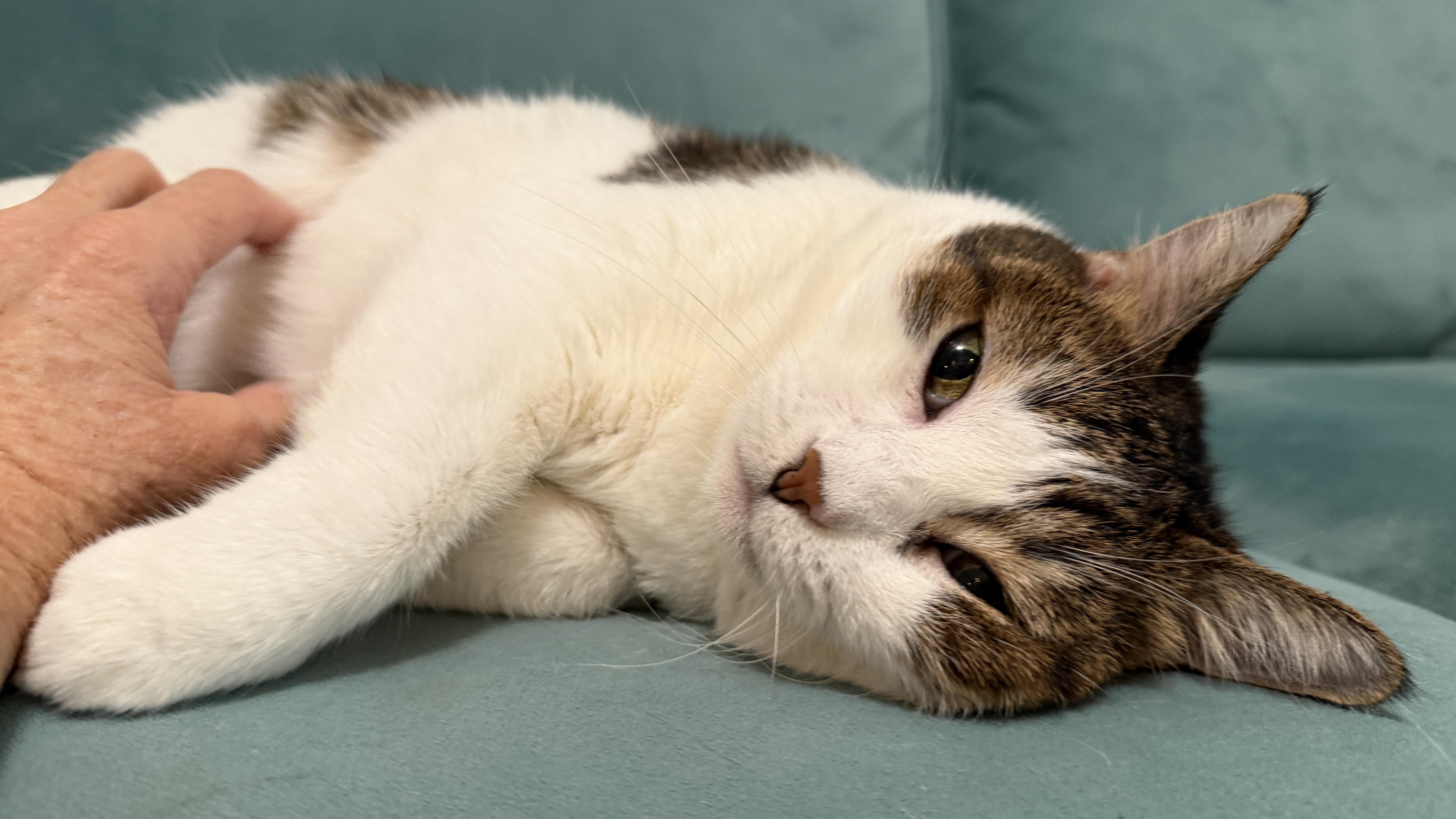 An adult medium-sized female White American Shorthair cat named Lola for adoption in Laguna Woods, CA