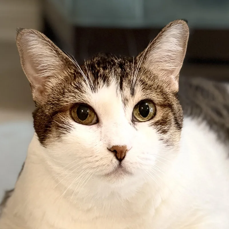 Lola thumbnail 5