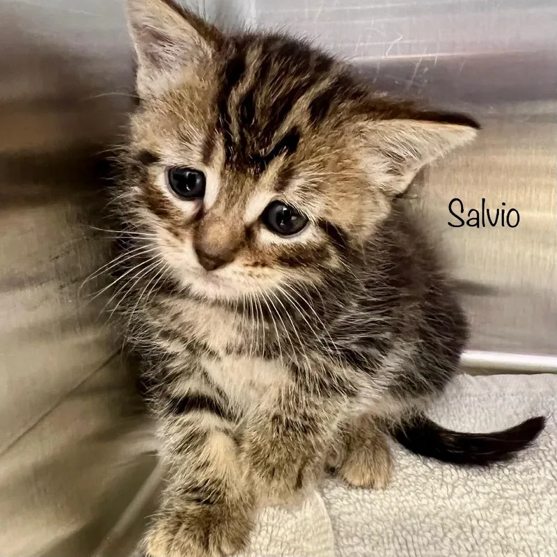 A baby small-sized male Black Domestic Short Hair cat named Salvio for adoption in Madisonville, TN