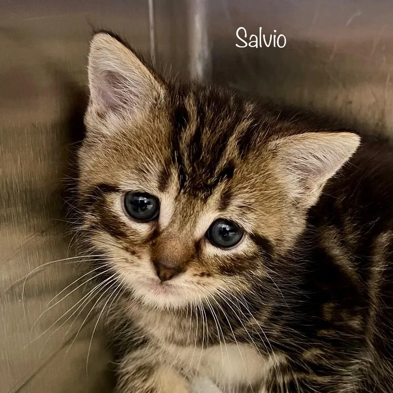 Salvio thumbnail 5