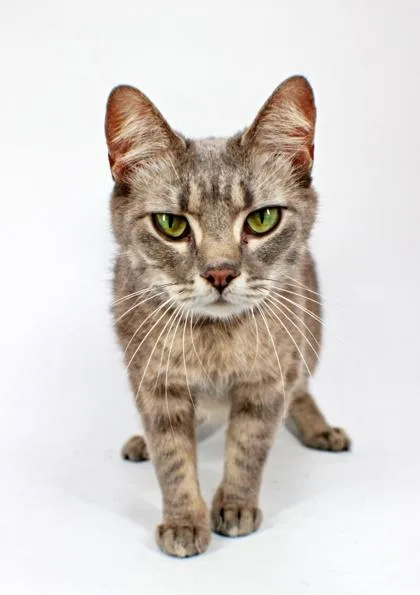 An adult small-sized female Domestic Short Hair cat named Simone for adoption in Morton Grove, IL
