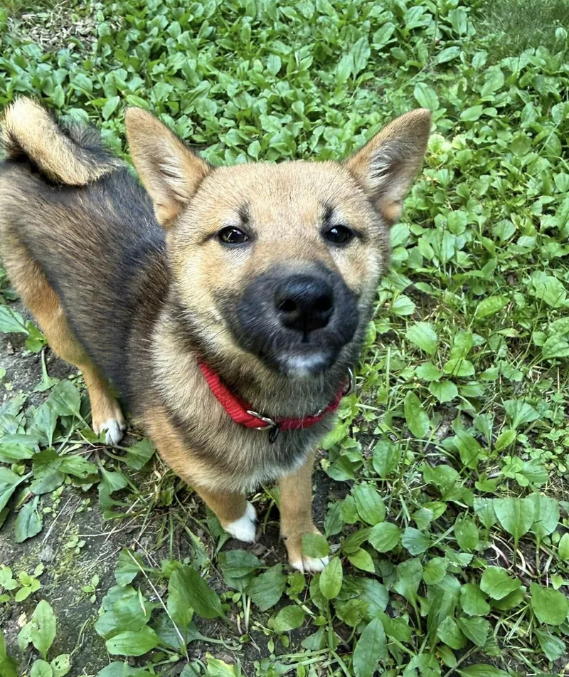 A baby small-sized female Yellow / Tan / Blond / Fawn Shiba Inu dog named April for adoption in Pelham, NH