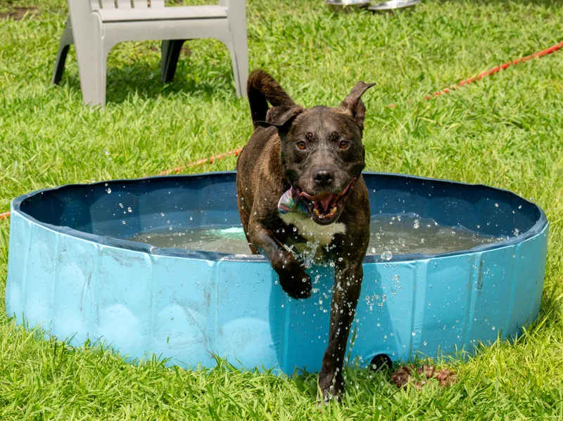 An adult large-sized male Brindle Mixed Breed dog named Wesley for adoption in Myrtle Beach, SC