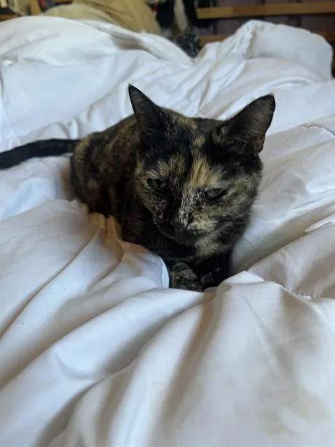 A young small-sized female Domestic Short Hair cat named Momma for adoption in San Antonio, TX