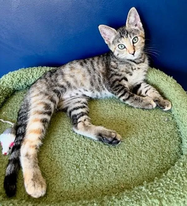 A young small-sized female Domestic Short Hair cat named Emerald for adoption in Bonsall, CA