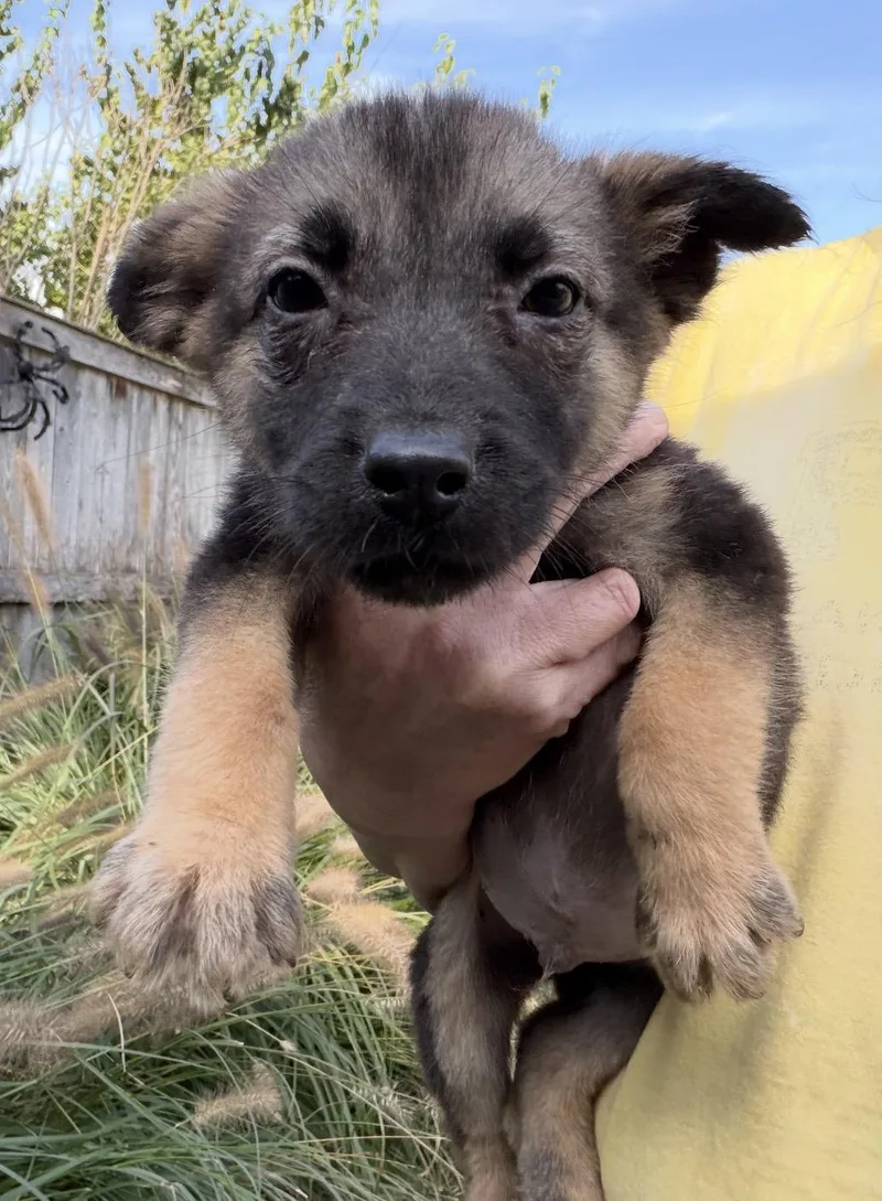 A baby medium-sized male Black German Shepherd Dog named Axel for adoption in Wonder Lake, IL