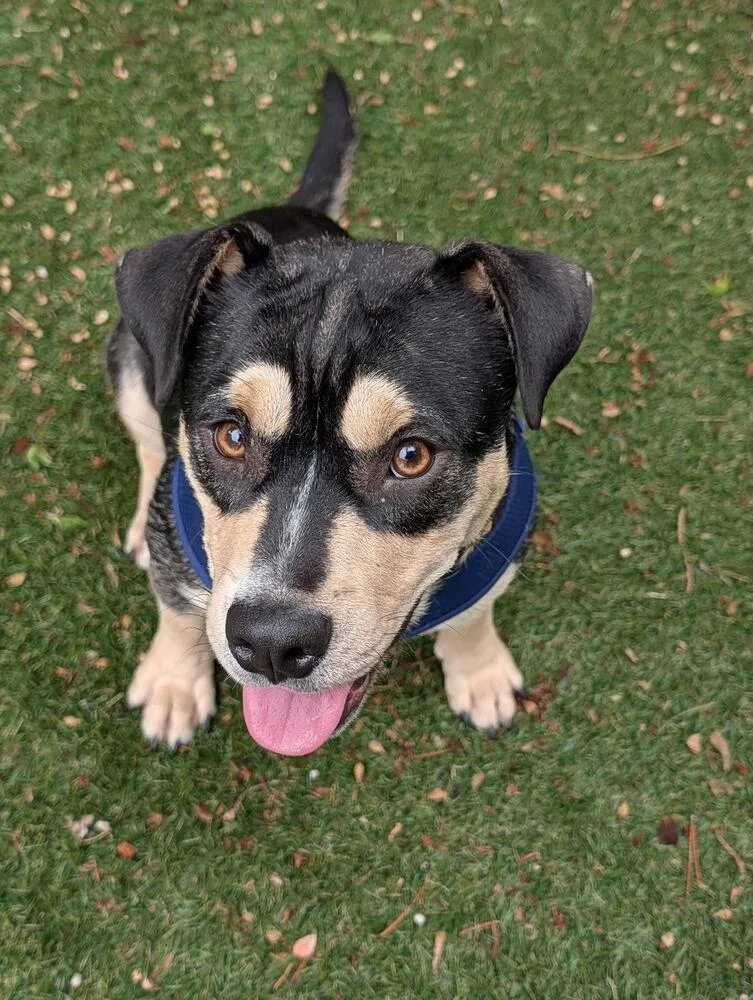 An adult medium-sized female Brown / Chocolate Pit Bull Terrier dog named Sabrina for adoption in Aurora, CO