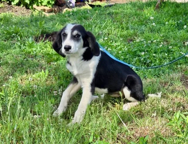 A baby medium-sized female Labrador Retriever dog named Spots Alyssa for adoption in Wakefield, RI