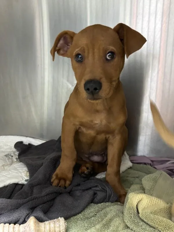 A baby medium-sized male Terrier dog named Sturgeon for adoption in Escondido, CA