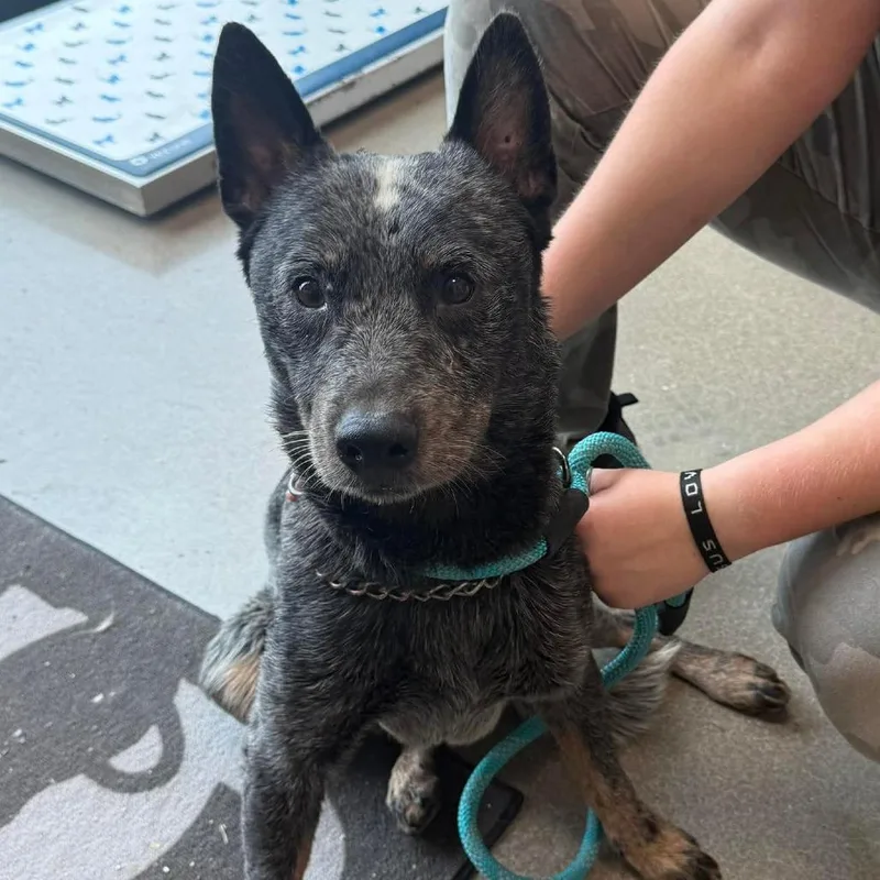 An adult medium-sized male Australian Cattle Dog / Blue Heeler dog named Rascal for adoption in Sand Springs, OK