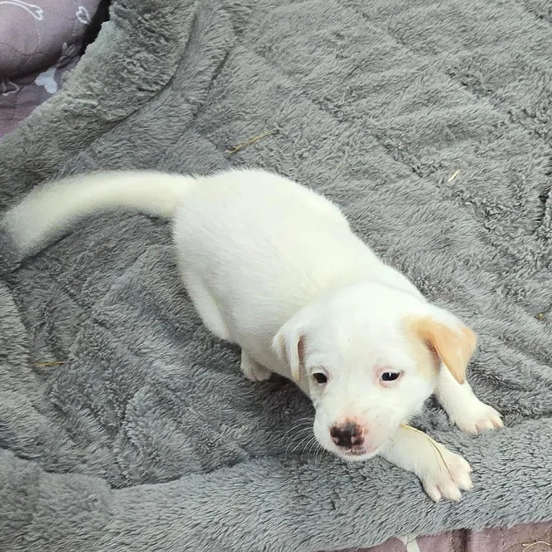 Casper thumbnail 2