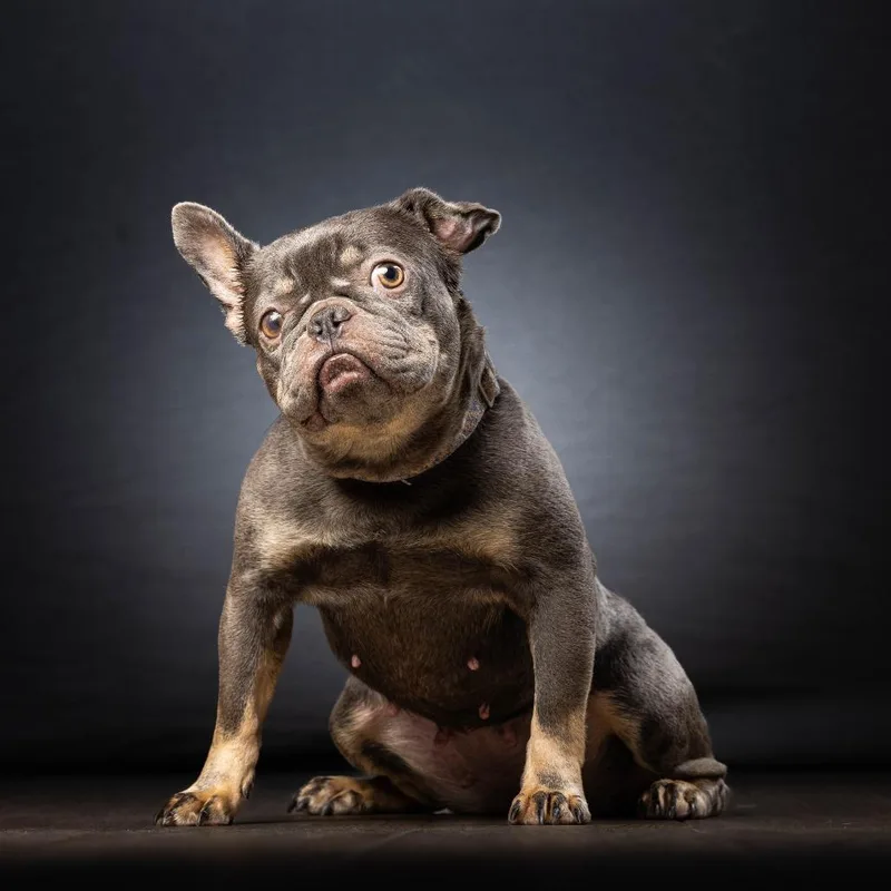 An adult small-sized female Gray / Blue / Silver French Bulldog dog named Mercedes for adoption in Jupiter, FL