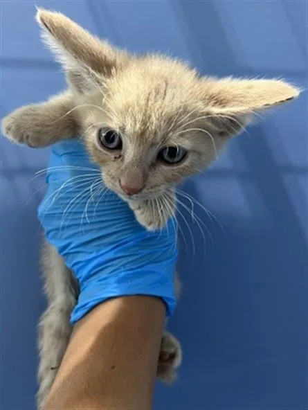 A baby small-sized male Domestic Short Hair cat named Draco for adoption in San Bernardino, CA