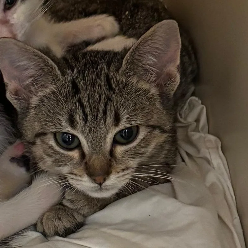 Tater Tot thumbnail 2